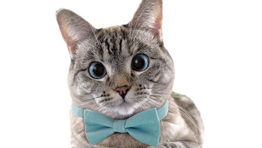 نصائح حول زيادة متابعيكم على وسائل التواصل الاجتماعي من أشهر قطة على إنستغرام (القطة نالا)