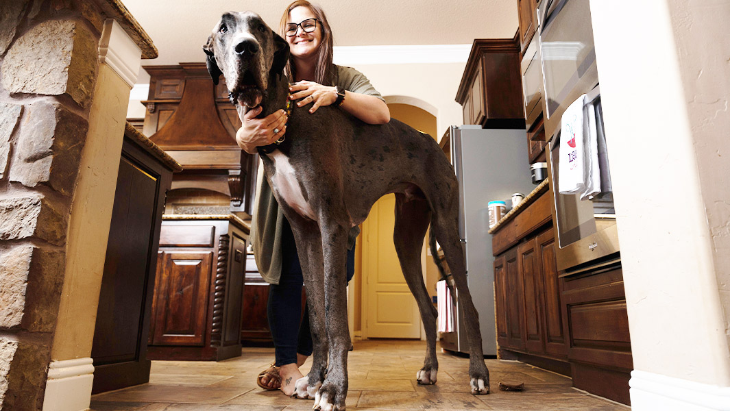 هذا الكلب العملاق هو أطول كلب في العالم